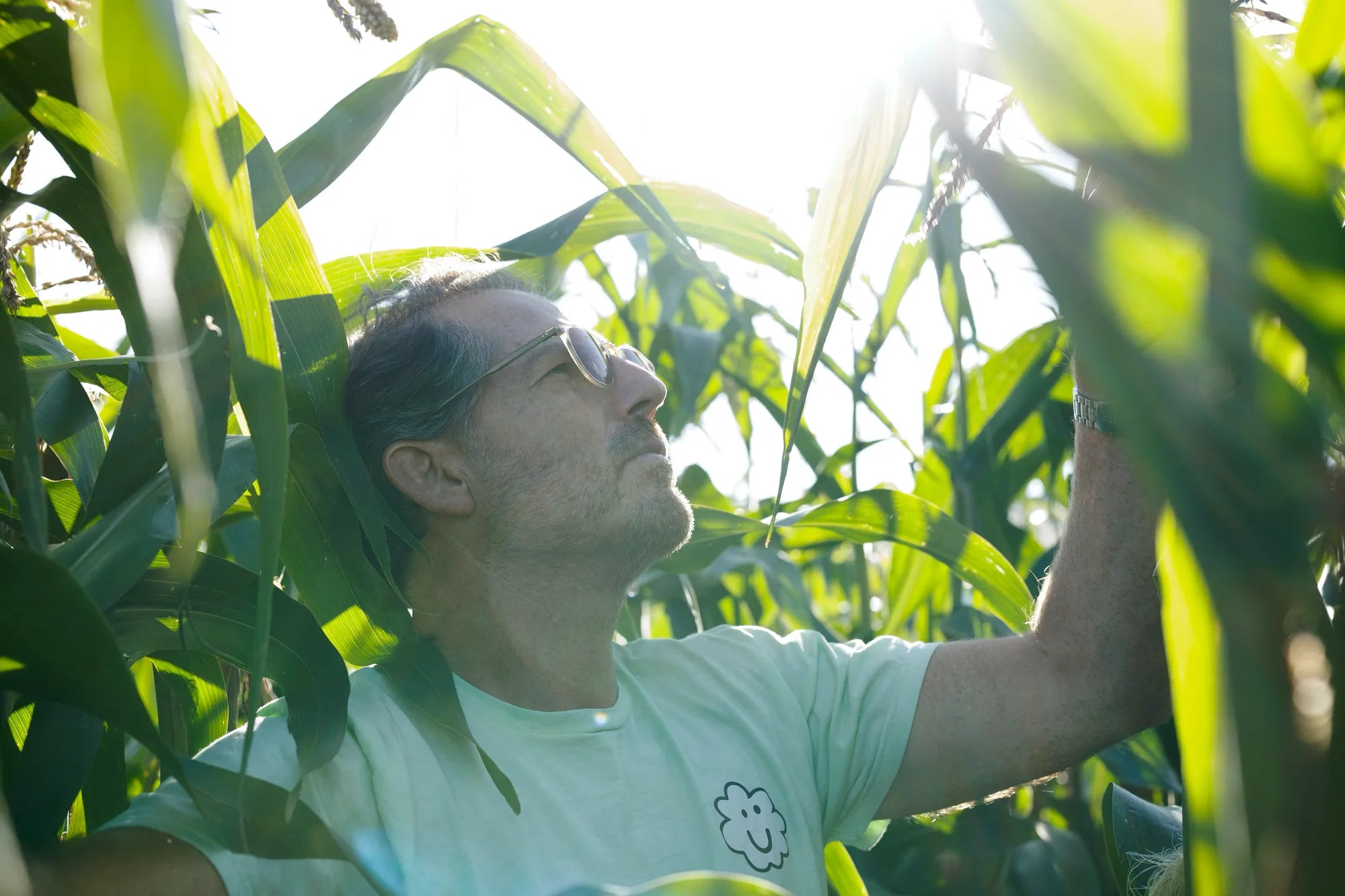 Popping corn growing in a Norwegian field